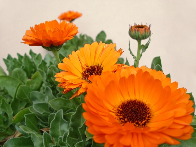 カレンデュラ（Calendula officinalis）｜ベランダでも育つハーブ図鑑