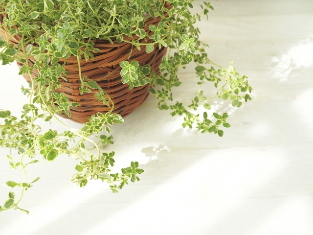 タイム（Thymus vulgaris）｜ベランダでも育つハーブ図鑑
