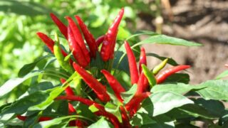 鷹の爪(唐辛子)の育て方|ベランダ菜園で収穫するコツ【他品種にも応用OK】